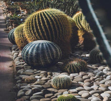 Load image into Gallery viewer, Pouf Tattoo Catus