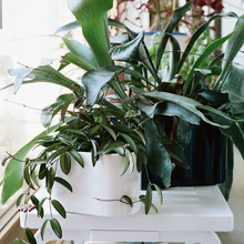 Load image into Gallery viewer, Vaso Riihitie Plant Pot (modello A in ceramica bianca)